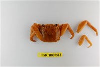 藏品(白紋方蟹)的圖片